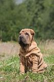 SHAR-PEI 821